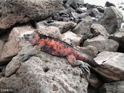 Galapagos Islands