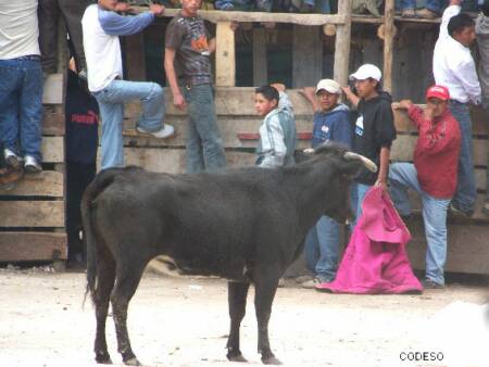 Toros del pueblo en las fiesta de Pillaro